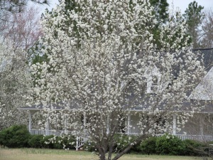 Dogwoods across the street from me... Lovely view. 